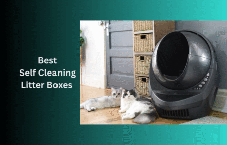 Best Self Cleaning Litter Boxes